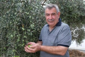 alanyada zeytin hasadi basladi rekolte yuzde 40 d dustu 1zVKEUIg.jpg
